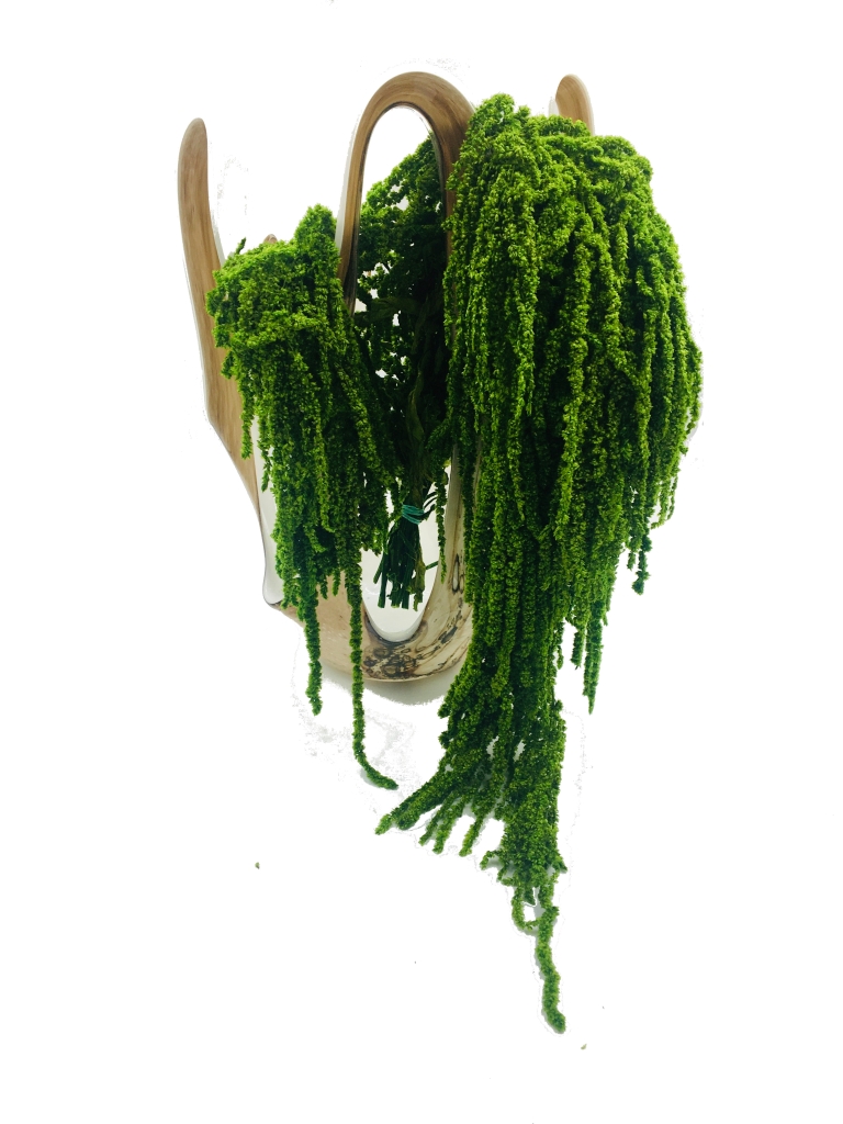 Preserved Amaranthus - Color Light Green